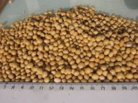 NON GMO dried cheap soybeans for sale