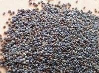 Top Quality Poppy Seeds Hot Sales