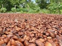Best Quality Sundry Cocoa Beans