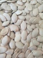shine skin/snow white pumpkin seeds in shell