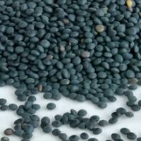 Black beluga lentils