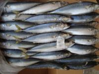 Good Price Horse Mackerel / Fresh Frozen Mackerel fish 400-600g For Sale