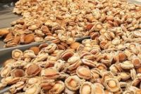 Dried Abalone For Sale