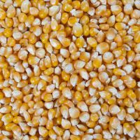 Mushroom Popcorn Kernels - Best Price and Quality