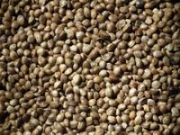 Top Quality Hemp Seeds