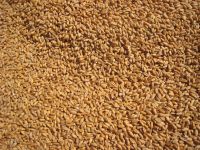 High Quality Wheat Grain