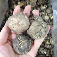 Bulk Dried Smooth Shiitake Mushroom Whole with Cap 3-4CM