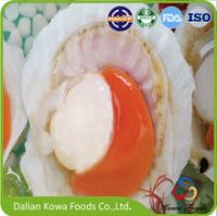 Frozen half-shell sea scallop (with & without roe)