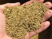 New Crop Dried and Machine Cleaned Polished Millet hulled