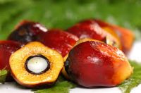 CRUDE PALM OIL (EDIBLE GRADE)