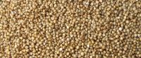 MP Hot Sale 99% Purity Red Sorghum for Human