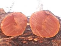 West African Origin Timber Logs / Tali , Zingana , Azobe , Sipo , cosipo , Afromasia , Logs and Swan Timber