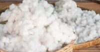Good quality Raw Cotton and cotten seeds