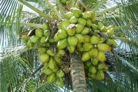 for sale 3500 coconut palms fully growth to 4 meters tall