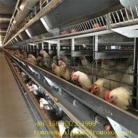 layer poultry farming_shandong tobetter cages saving land