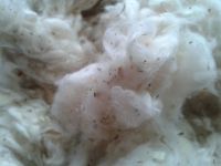 Cotton waste, hard waste, card fly, comber noil