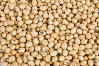 SOYBEANS FROM NIGERIA