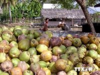 DRIED COCONUT