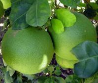 FRESH POMELO/ FRESH GRAPE FRUIT/ FRESH GREEN SKIN POMELO