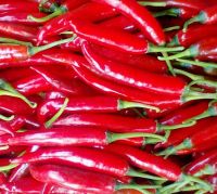 RED CHILLI