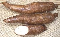 WHOLE CASSAVA ROOTS