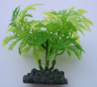 Aquarium Plant