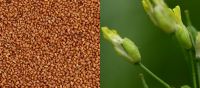 Organic Camelina