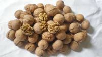 Walnut Kernel