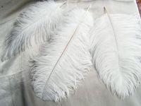 South Africa Grade AA  ostrich Feather