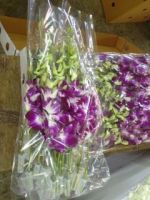 Thailand Fresh Cut Queen Pink Orchids special offer