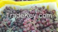 Table grapes