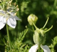 black cumin oil