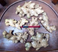 Best quality Fresh Ginger Viet Nam