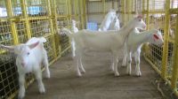 Milking  GOATS- Lamancha, Nubian, Oberhasli, Saanen, Sable, Toggenburg, & Nigerian Dwarf.