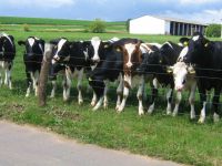 Dairy Cattles Holstein, Jersey Open Heifers, Angus, Jersey Calves