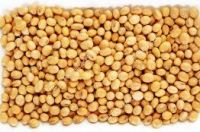 Soybeans