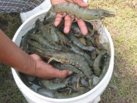 Black Tiger Shrimps, Frozen King Prawns, White Shrimps