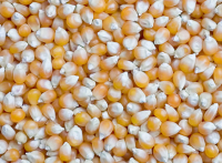 Yellow Corn , White Corn , Animal Feed