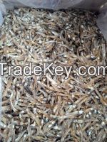 Dried anchovy VietNam supplier