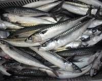 Horse Mackerel / Fresh Frozen Mackerel Fish 400-600g