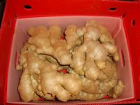 sell air dry ginger
