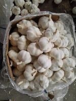 sell pure white garlic