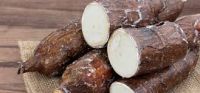 cassava