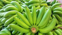 fresh   Cavendish  banana