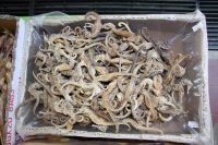 Dried Sea Horse FOR SALE