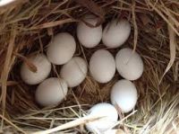 Fertile Parrot Eggs and Baby parrots For Sale