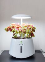 Naso green.pet sale hydroponic LED Flower Pot green pet