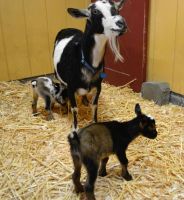 Nigerian Dwarf Goats