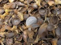 Palm Kernel Shell, Coconut Shell for Sale Now with Low Price