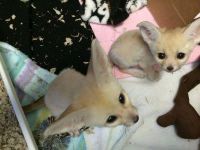 Fennec fox